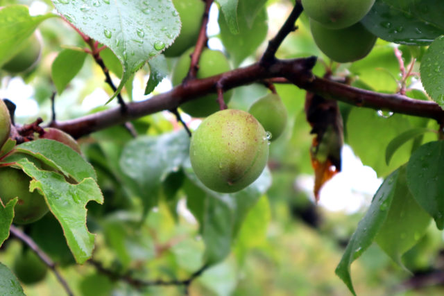 「梅雨」と「梅干し」